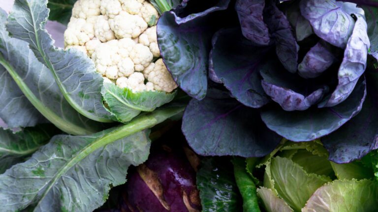 Cancer-Fighting Food- TitBit Feed